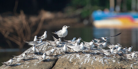 Wading birds perched and flying; White birds on a rock; Terns perched on a rock; a flock of...