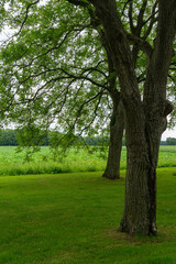 Fototapeta na wymiar Walnut tree along entrance road of Landgoed Heerlijkheid Mariënwaerdt near Beesd in The Netherlands.