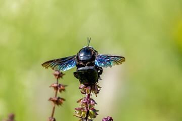 A slender-scaped Carpenter Bee