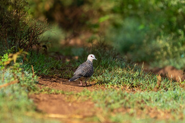 spotted dove (Spilopelia chinensis)