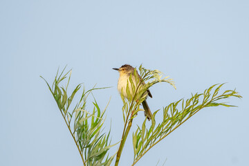 ashy prinia or ashy wren-warbler (Prinia socialis)