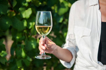 A glass of white wine in a female hand against the background of a vineyard in the summer close-up