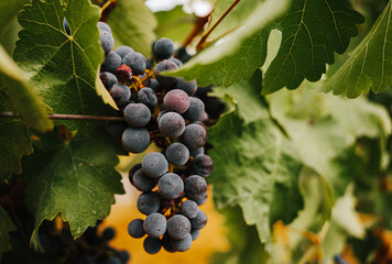 Italian grape, nearly ready to be picked.
Closeup shot, high definition, good for cropping.