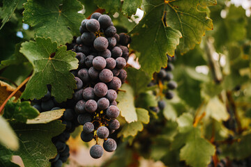 Italian grape, nearly ready to be picked.
Closeup shot, high definition, good for cropping.