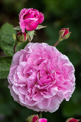 Flowering ‘Bishop’s Castle’ English Rose