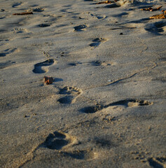 footprints in the sand