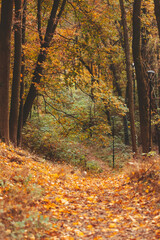 autumn forest view