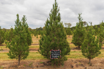 merry christmas sign in tree farm 