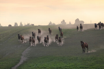 A herd of horses in a field runs in the dust at sunset