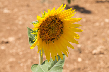 A bee on the sunflower, working bee, ecologic life, background picture. Planet lover.
