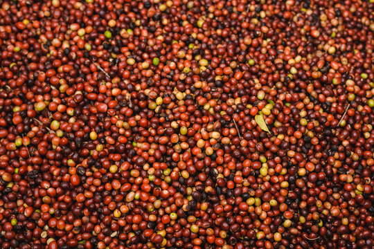 Drupe