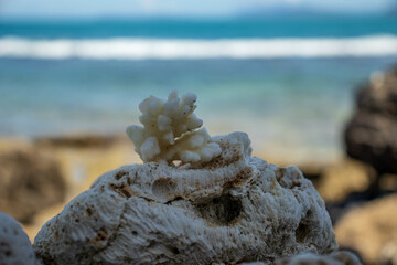 Beautiful coral by the sea