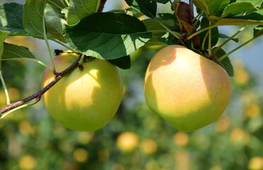 Reife Äpfel - Apfelwiesen in Südtirol kurz vor der Apfelernte	