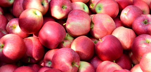 Rote Äpfel in der Obstkiste in Südtirol, biologisch, direkt vom Bauern	