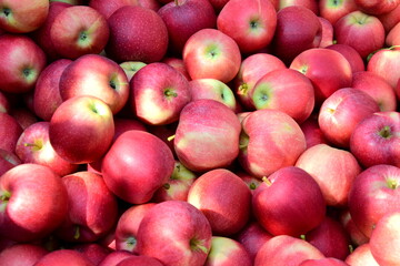Rote Äpfel in der Obstkiste in Südtirol, biologisch, direkt vom Bauern	