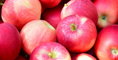 Rote Äpfel in der Obstkiste in Südtirol, biologisch, direkt vom Bauern	