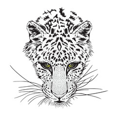 Panther heads pencil drawing.