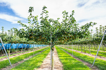 Obraz premium 梨園