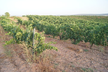 Fototapeta na wymiar viñas