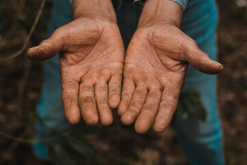 Hands of a coffee farmer