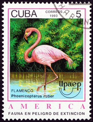 Postage stamp Cuba 1993 American flamingo, bird