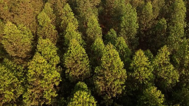 Filme a&eacute;reo, de floresta de reflorestamento, com eucaliptus voltado para a fabrica&ccedil;&atilde;o de papel e celulose, em Limeira, S&atilde;o Paulo, Brasil