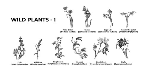 Obraz na płótnie Canvas Wildflower collection of America wild plants