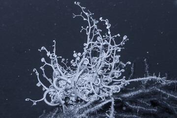 A beautiful Astrospartus during a dive.