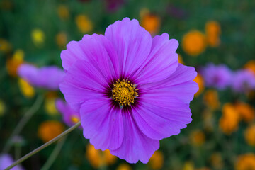 Obraz premium purple cosmos flower with yellow flowers in the background