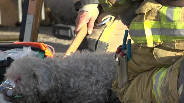 Rescued Dog From A Burning Building Suffering From Smoke Inhalation- Fire Fighters Provide Oxygen With A Mask