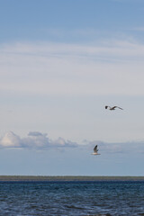 Seagulls flying with blue sky and white clouds in background
