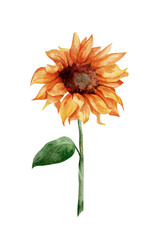 Sunflower with leaves. Hand drawn watercolor painting isolated on white background