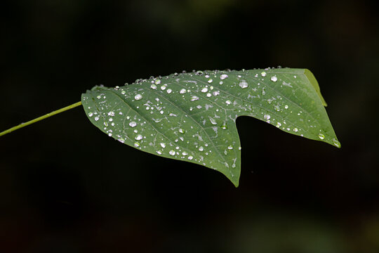 Green Tulip Poplar Leaf With Water Drops