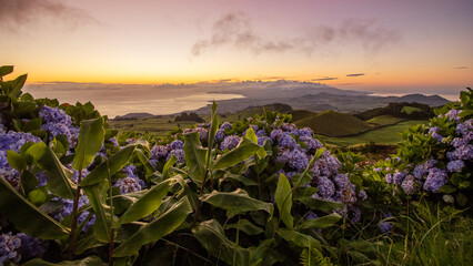 Sunrise at Azores islands, travel Portugal, with hydrangeas.