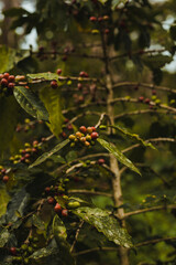 Drupe coffee