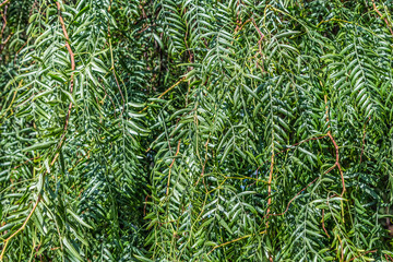 Peruvian pepper foliage texture. Natural leaf pattern of the Schinus molle tree in Tenerife, Spain