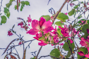 Obraz na płótnie Canvas Bright pink Bauhinia blakeana flowers among blurred branches against a blue sky in Tenerife, Spain. Flora of the Canary Islands. Exotic floral background with blooming of the Hong Kong orchid tree