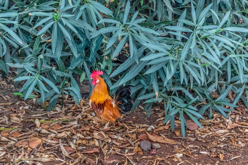 A wild dwarf male Gallus gallus hen with red-orange plumage stands near an exotic bush in Puerto de la Cruz in Tenerife, Spain. Adult chicken of small size in the Canary Islands