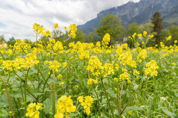 Natural scenery in Vaduz in Liechtenstein