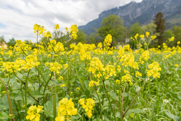 Fototapeta premium Natural scenery in Vaduz in Liechtenstein