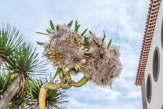 Achene of the Kleinia neriifolia, close-up. Dry fruit of an exotic tropical tree in the north of Tenerife in the Canary Islands in Spain