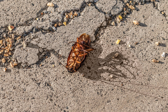American cockroach lies on its back on the road in the port of Santa Cruz de Tenerife, Spain. Underside of a dead Periplaneta americana outdoors in the Canary Islands