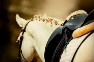 A white horse with a braided mane and a black leather saddle on its back. Equestrian sports and...