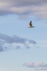 Seagulls flying with blue sky and white clouds in background
