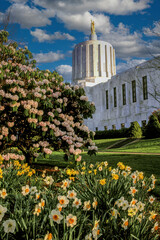 The Oregon State Capitol building with rhododentron and daffodil flower in forground, Salem Oregon