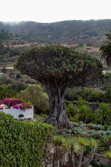 Drago Milenario Tenerife