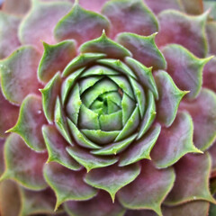Obraz premium Close up of a houseleek variety. It's a Sempervivum tectorum plant, a succulent