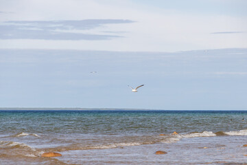 Seagulls flying with blue sky and white clouds in background
