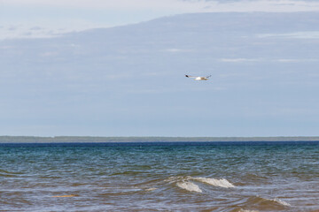Seagulls flying with blue sky and white clouds in background
