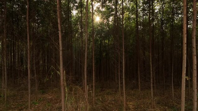 Filme a&eacute;reo, de floresta de reflorestamento, com eucaliptus voltado para a fabrica&ccedil;&atilde;o de papel e celulose, em Limeira, S&atilde;o Paulo, Brasil